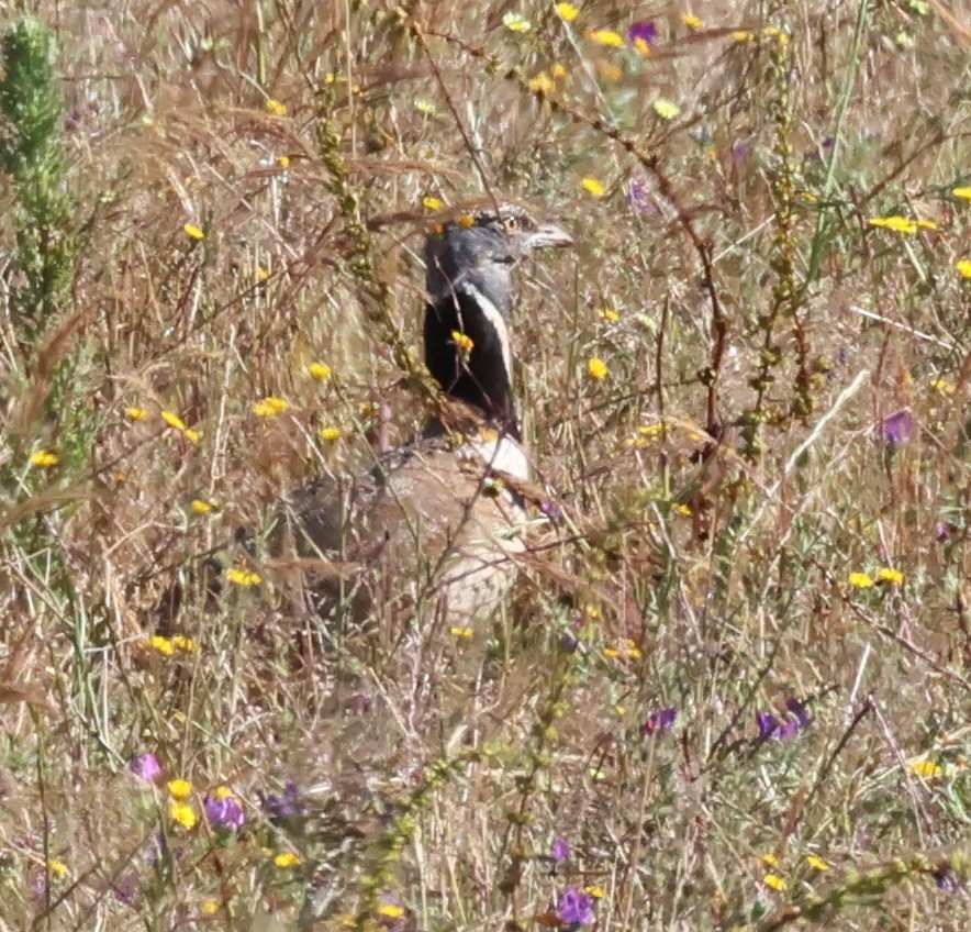 Little Bustard - ML638365853