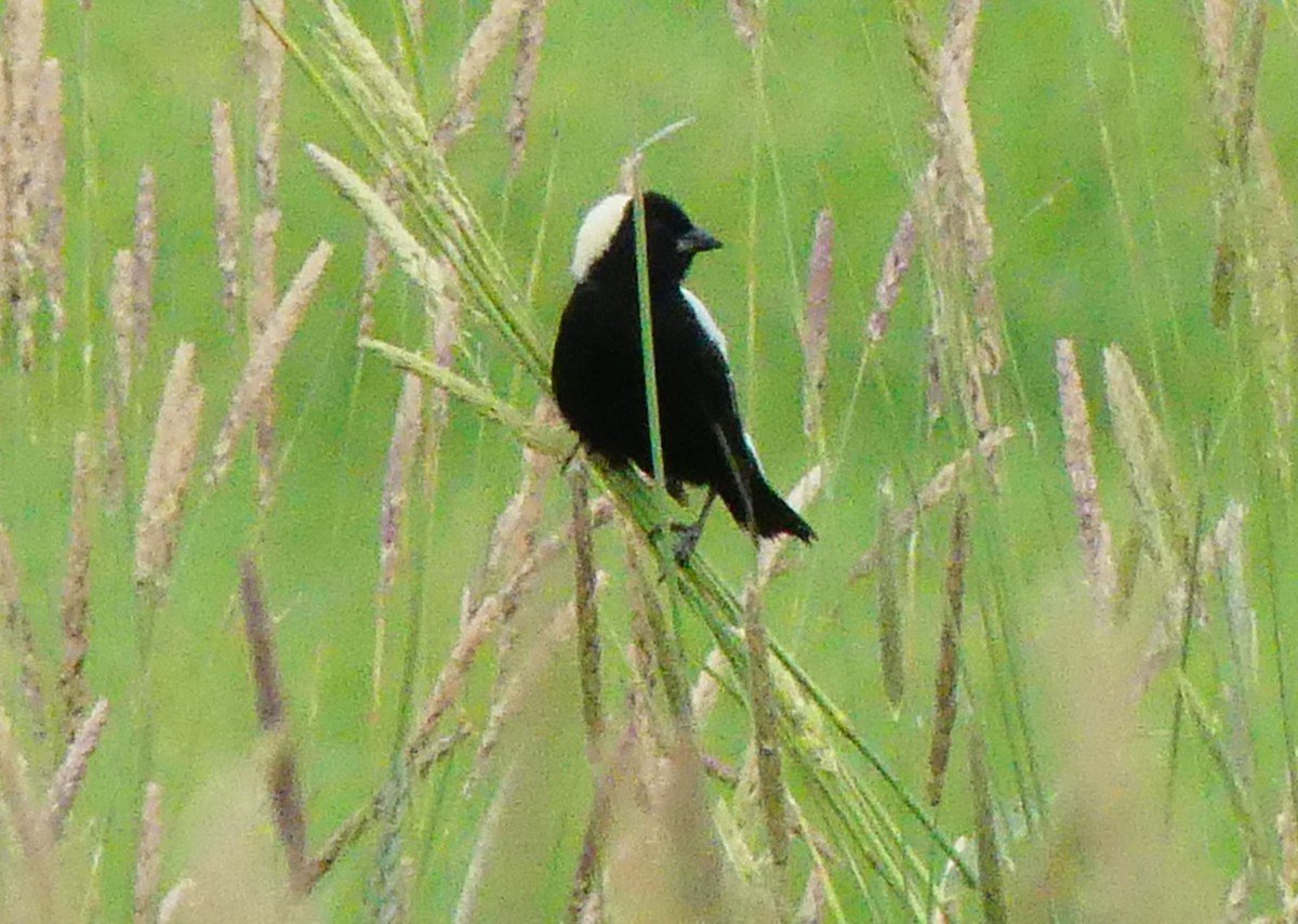 Bobolink - ML638365877