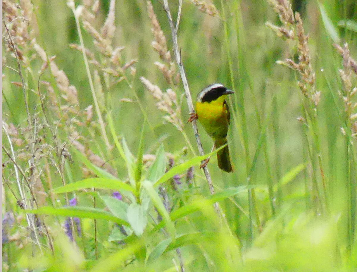 Common Yellowthroat - ML638365892