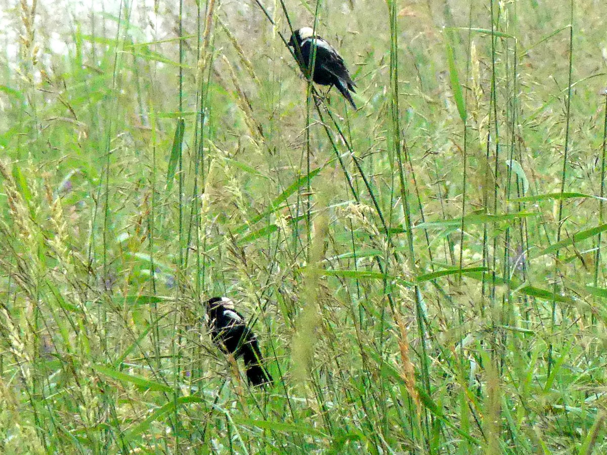 Bobolink - ML638365925