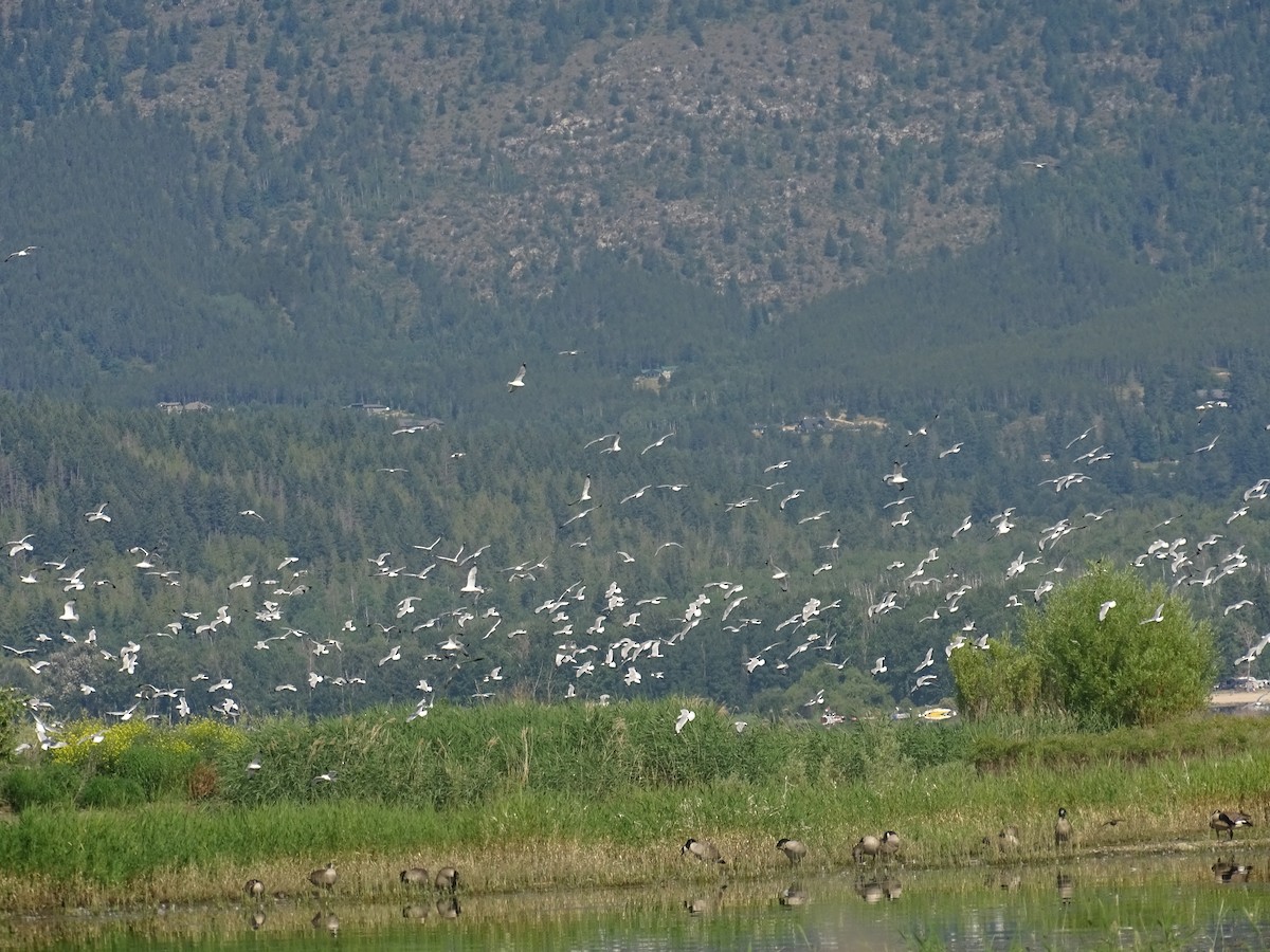 Halkalı Martı - ML638365927