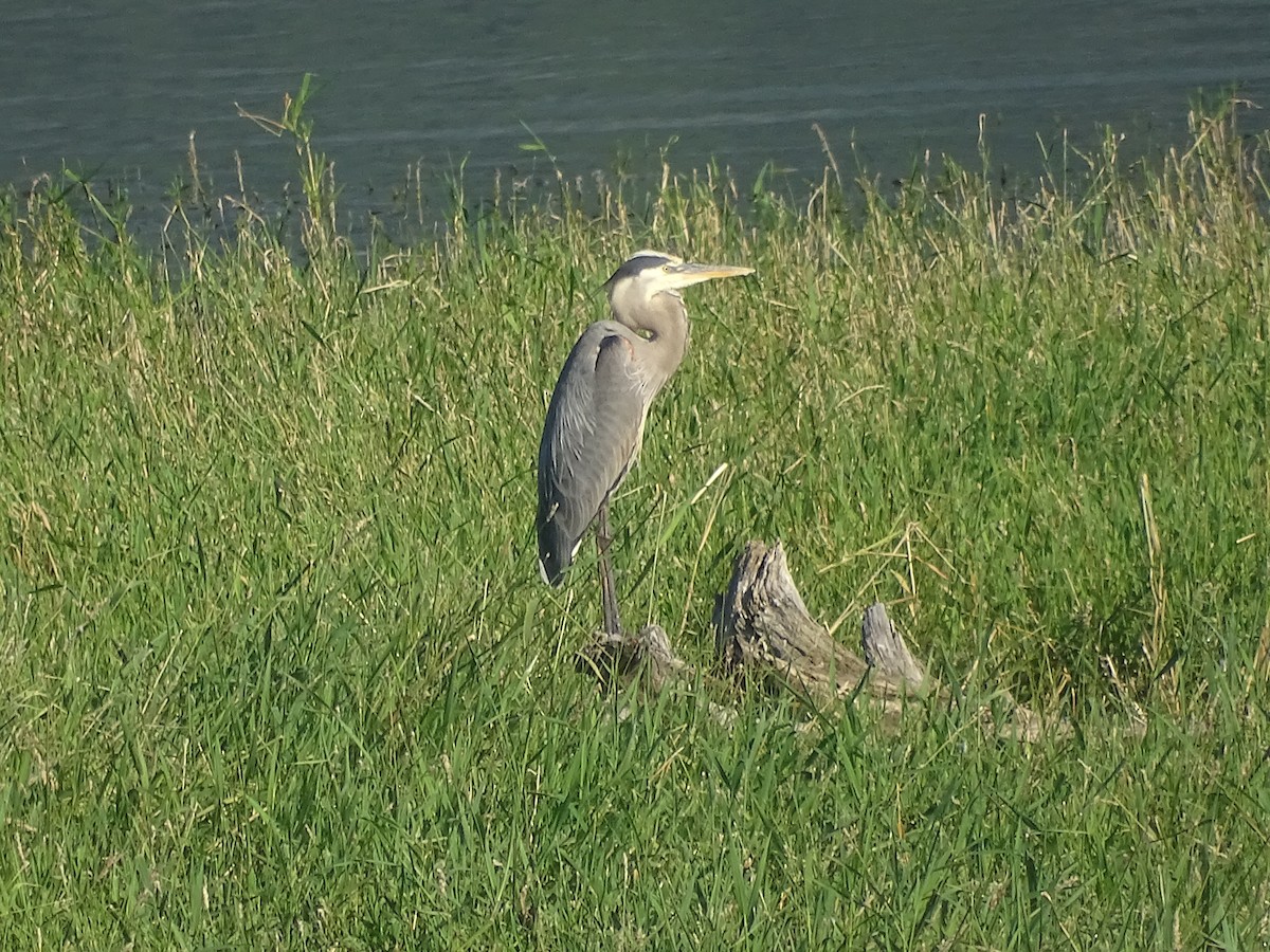 Great Blue Heron - ML638365939