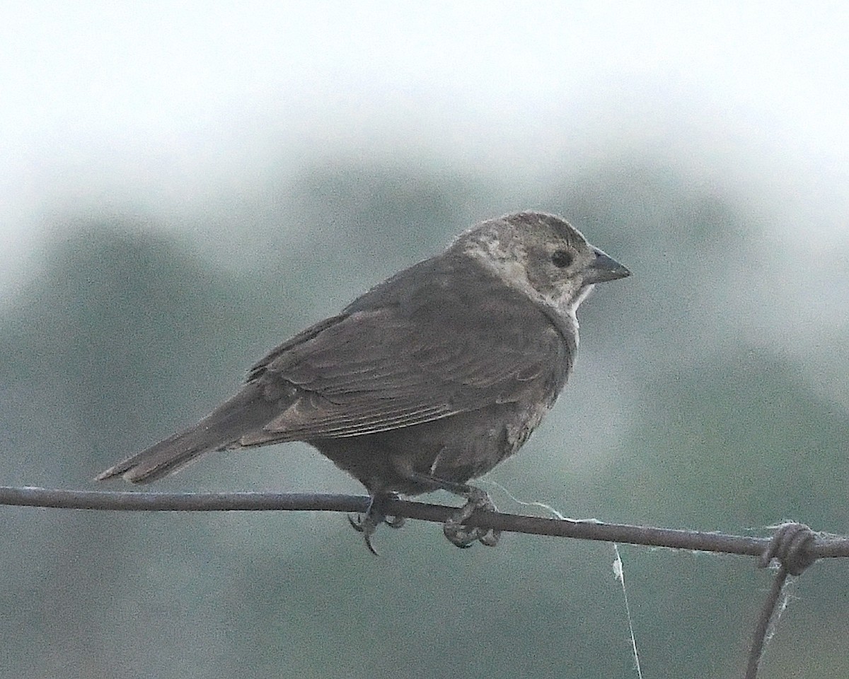 Tordo Cabecipardo - ML638365972