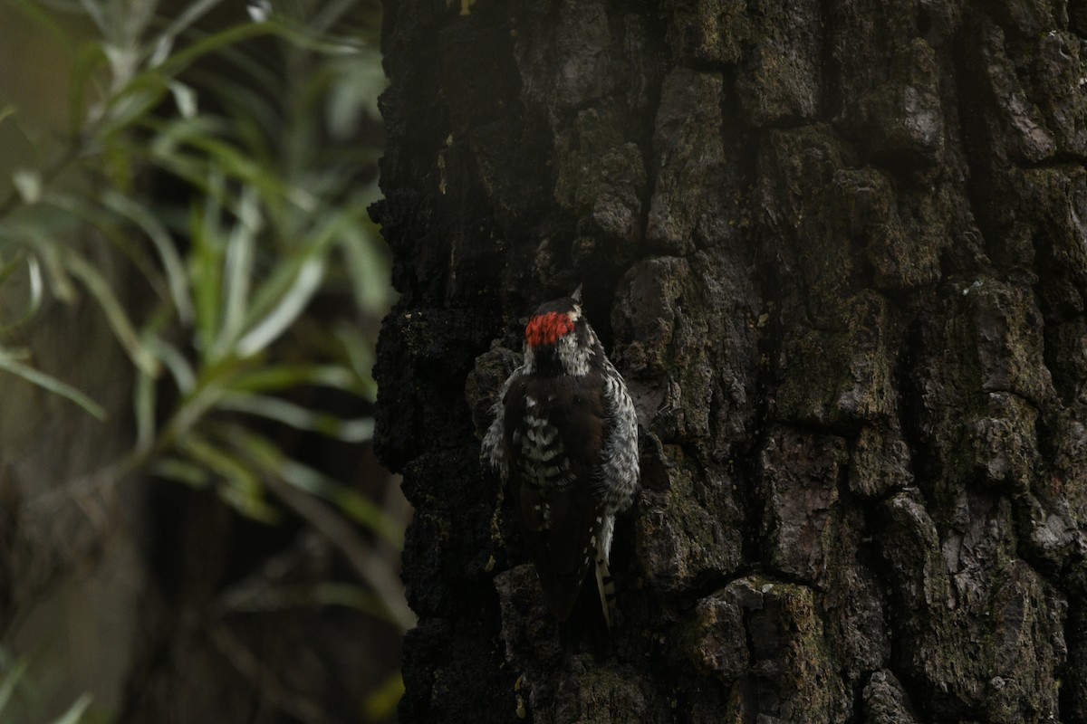 Strickland's Woodpecker - ML638365976