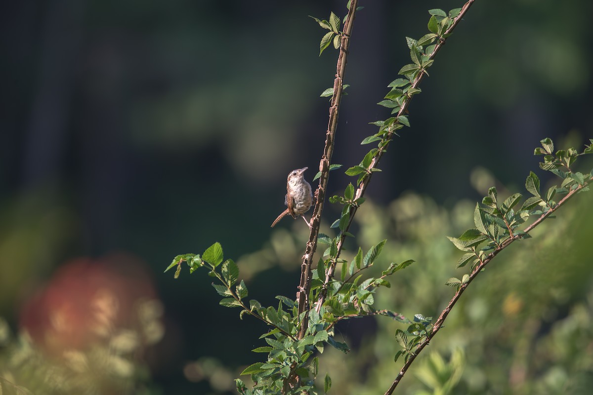 Carolina Wren - ML638366004