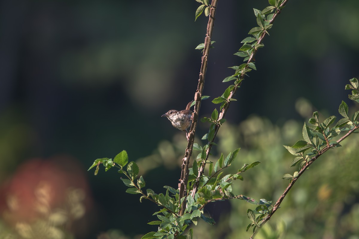 Carolina Wren - ML638366007
