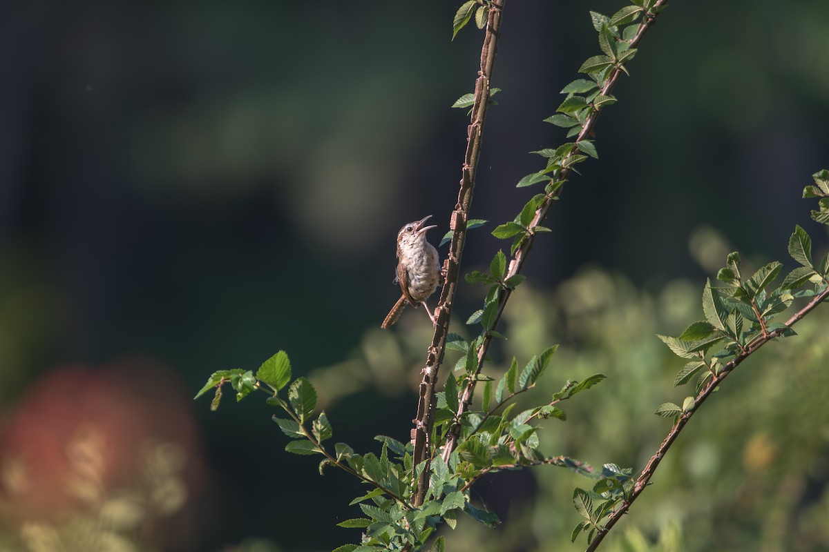 Carolina Wren - ML638366008