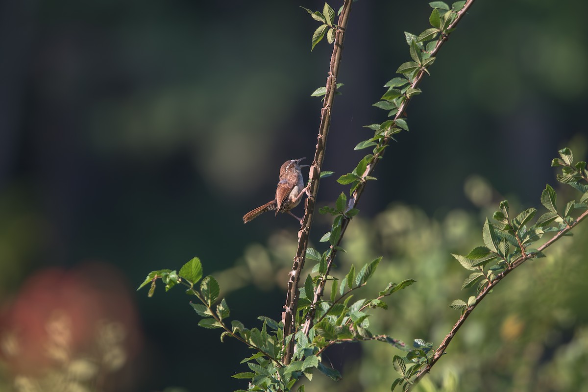 Carolina Wren - ML638366010