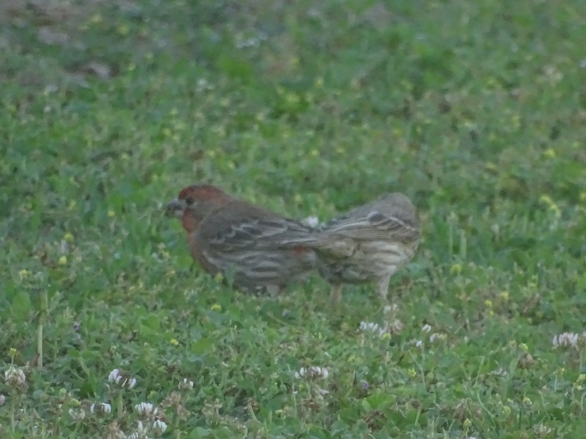 House Finch - ML638366016