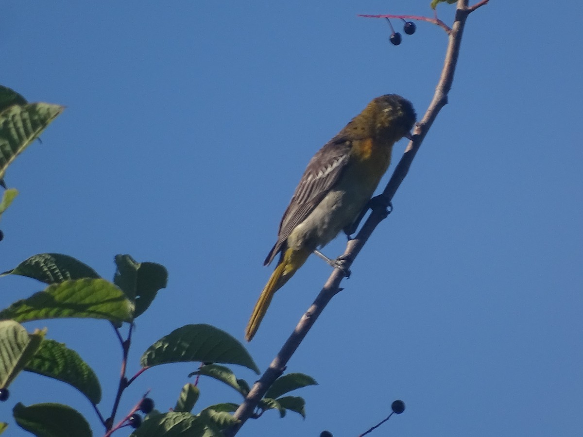 Bullock's Oriole - ML638366025