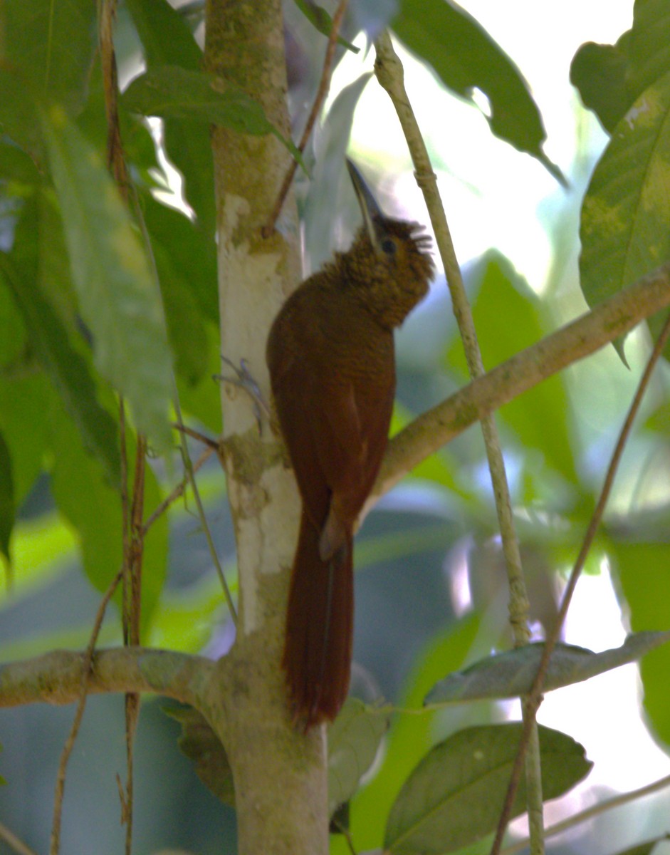 Northern Barred-Woodcreeper - ML638366031