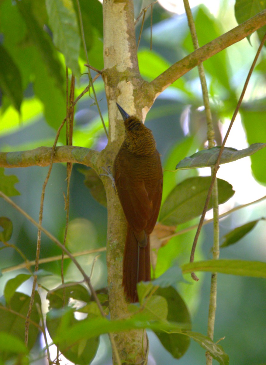 Northern Barred-Woodcreeper - ML638366032