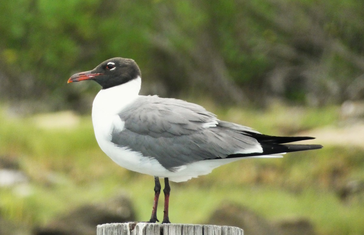 Antxeta mokogorri amerikarra - ML638366042