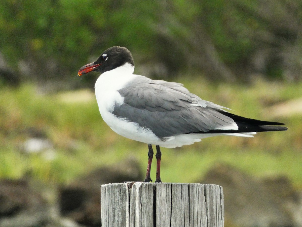Antxeta mokogorri amerikarra - ML638366043