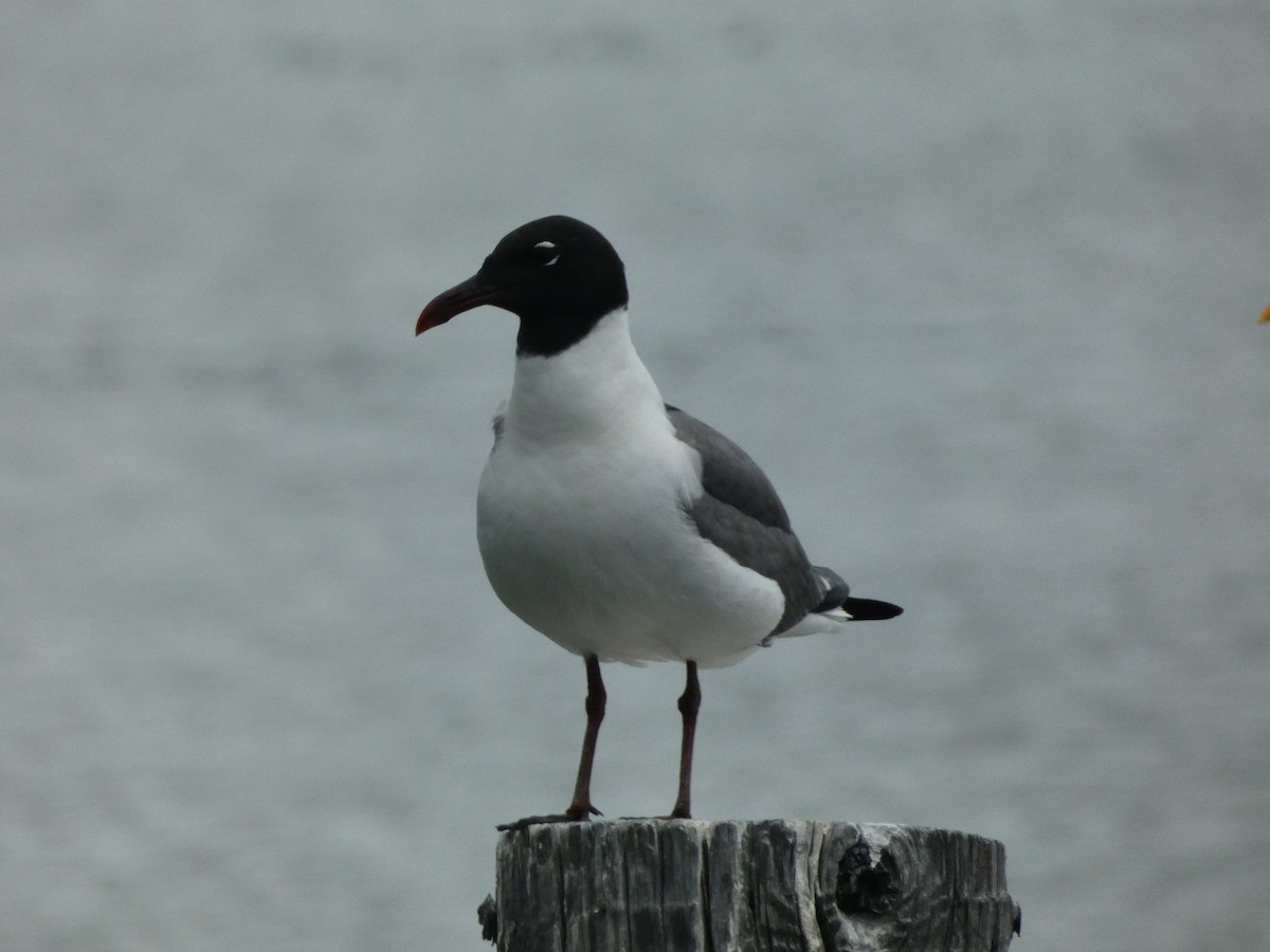 Antxeta mokogorri amerikarra - ML638366045