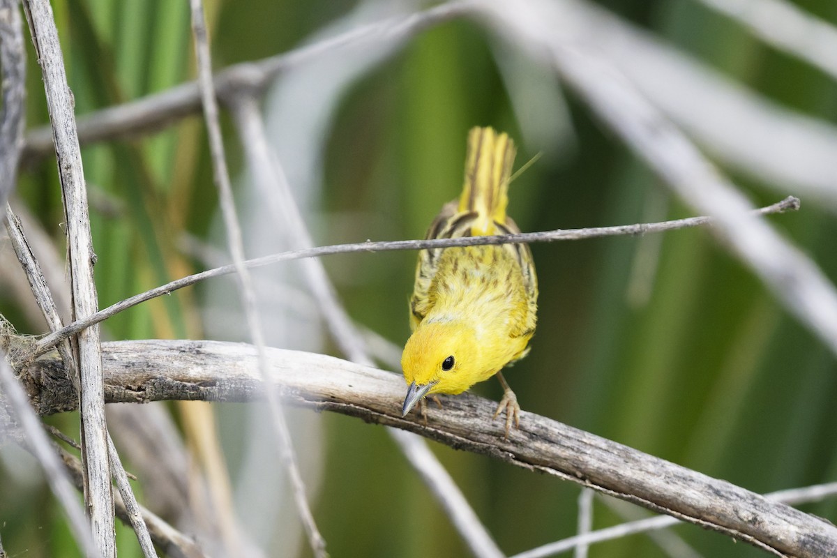 Yellow Warbler - ML638366059