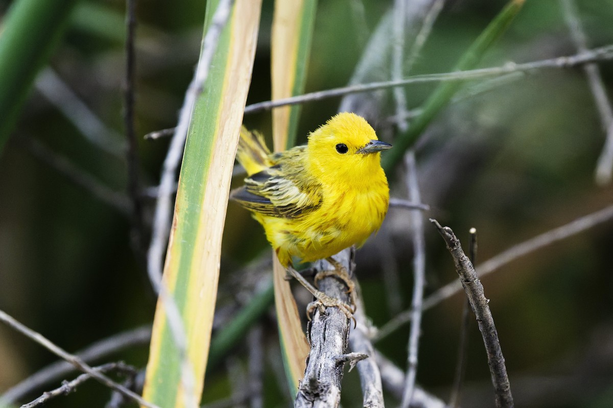 Yellow Warbler - ML638366060