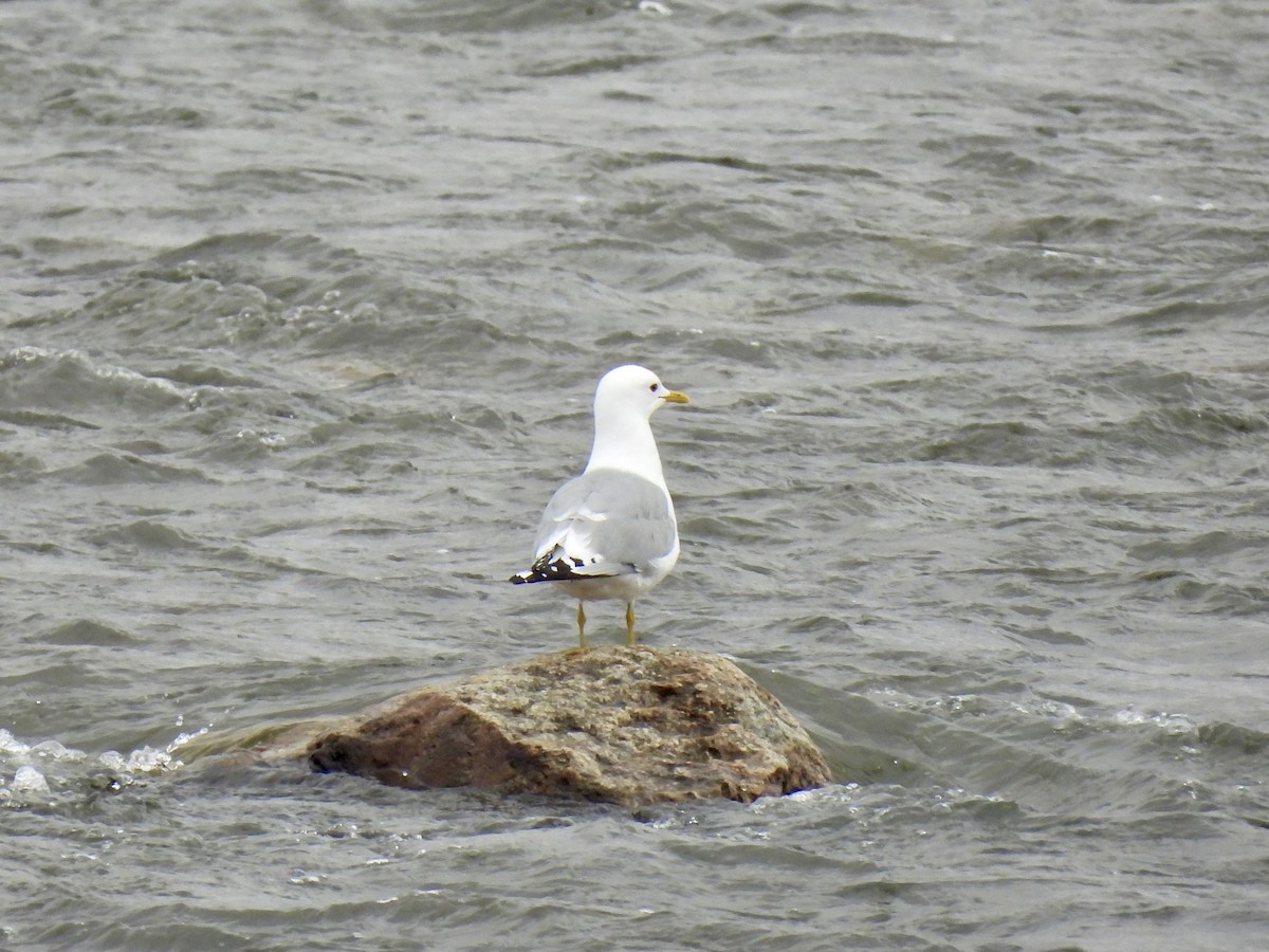 Short-billed Gull - ML638366073