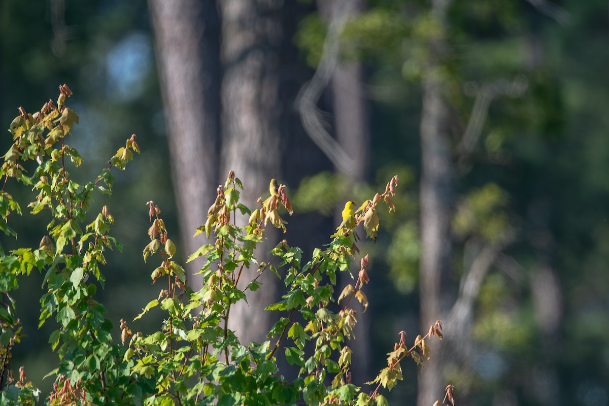 gulstillits - ML638366085