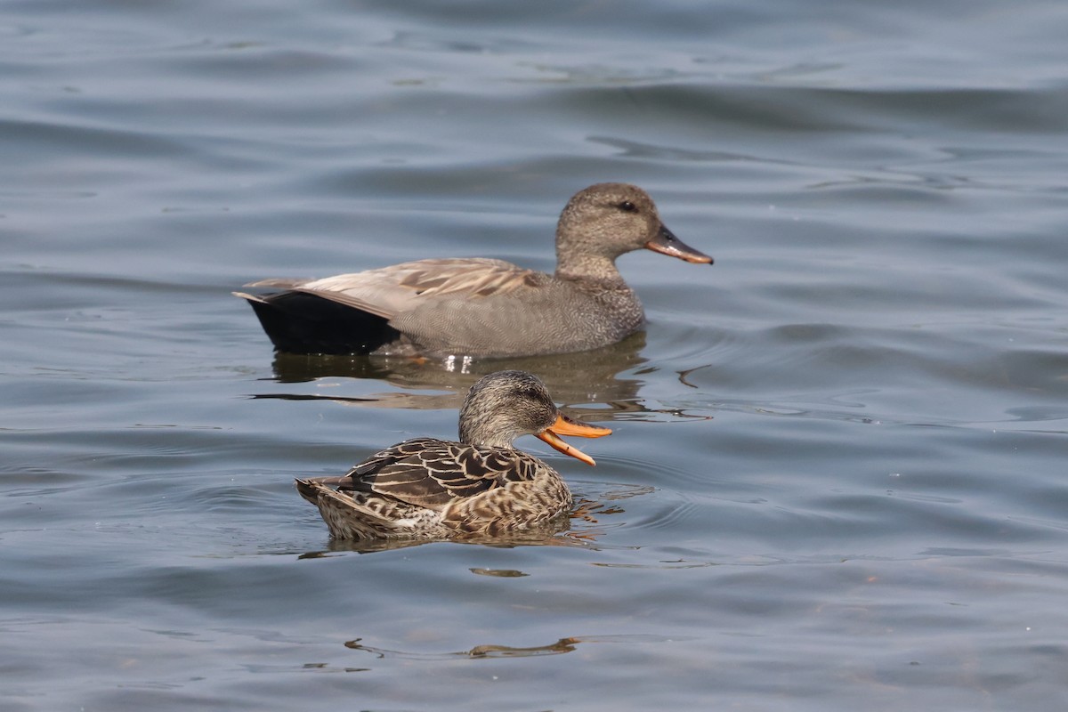 Gadwall - ML638366097