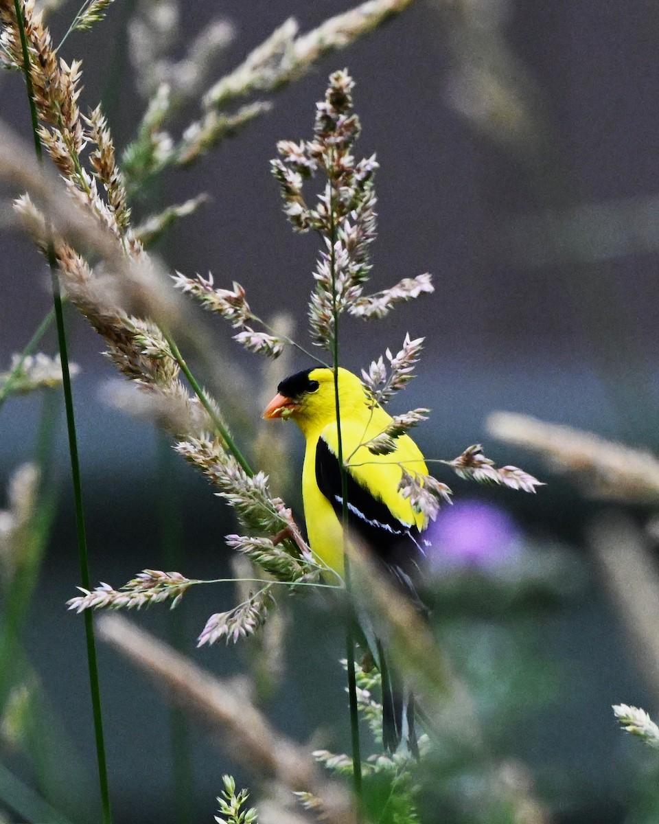 gulstillits - ML638366145