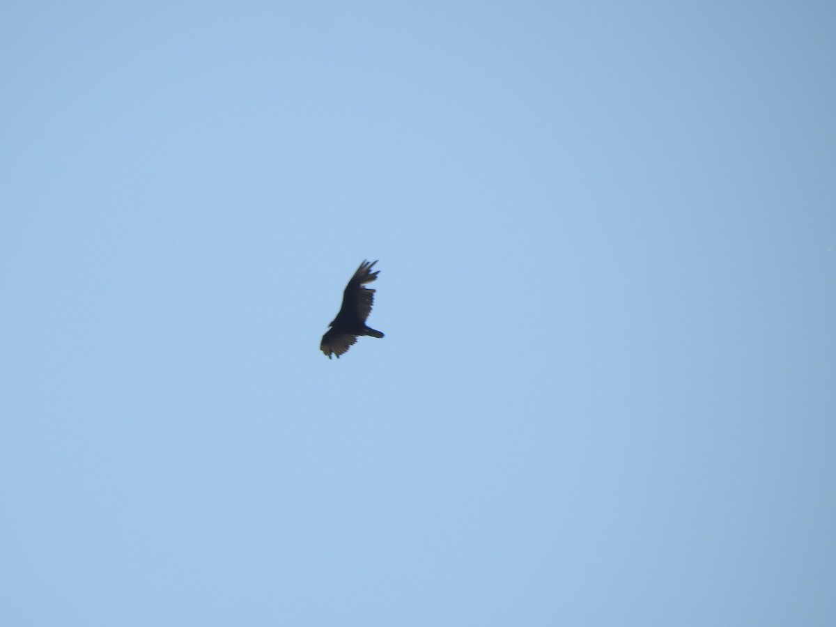 Turkey Vulture - ML638366147