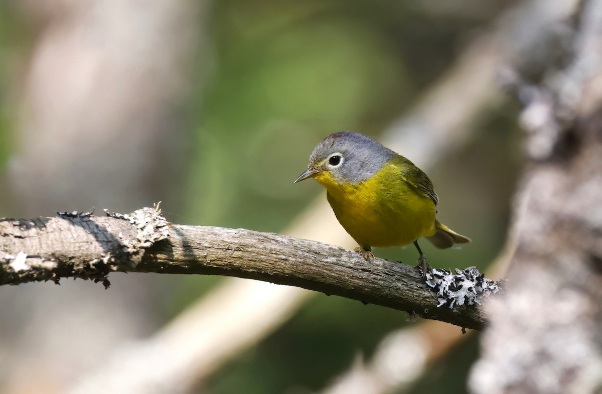 Nashville Warbler - ML638366163