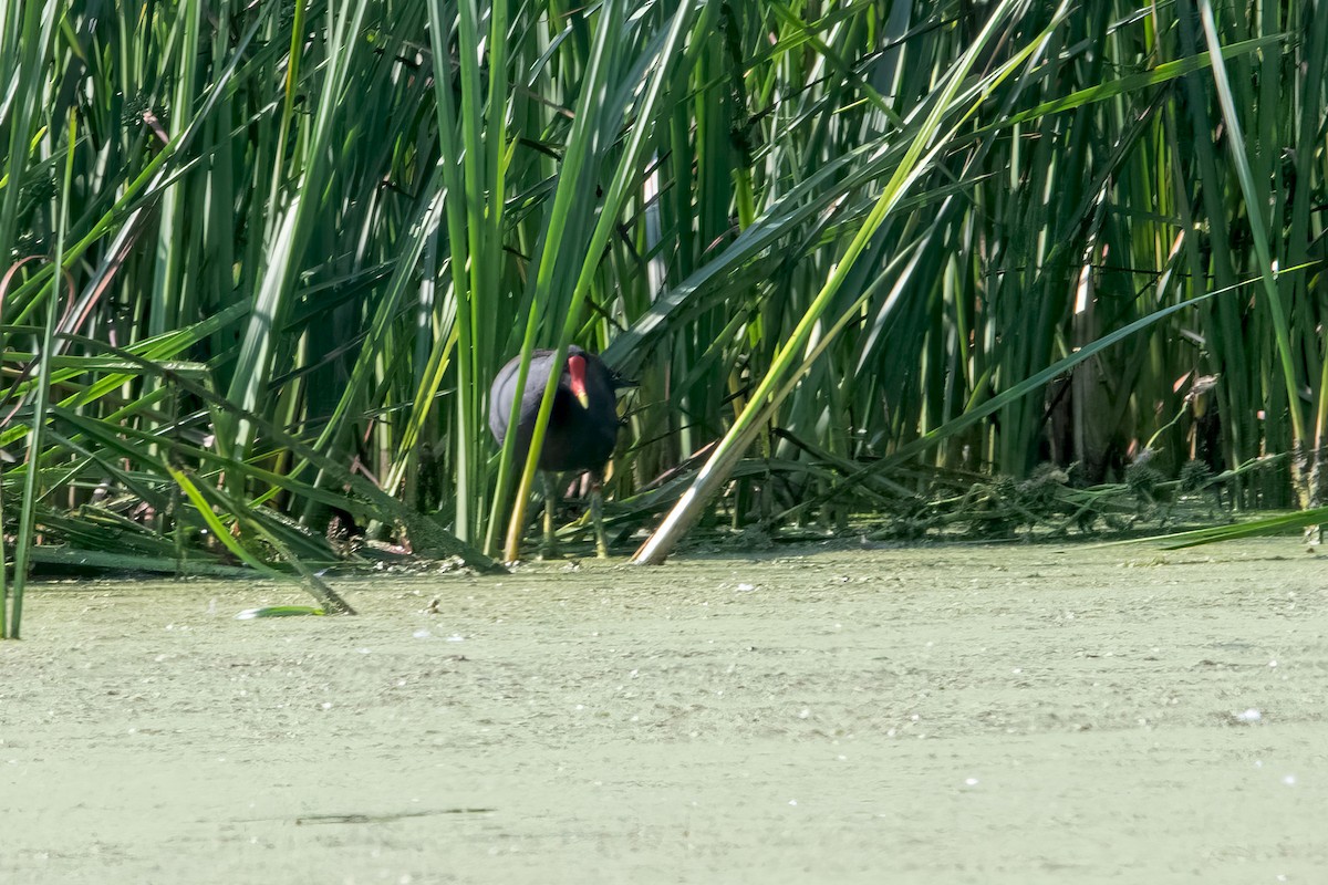 Common Gallinule - ML638366184