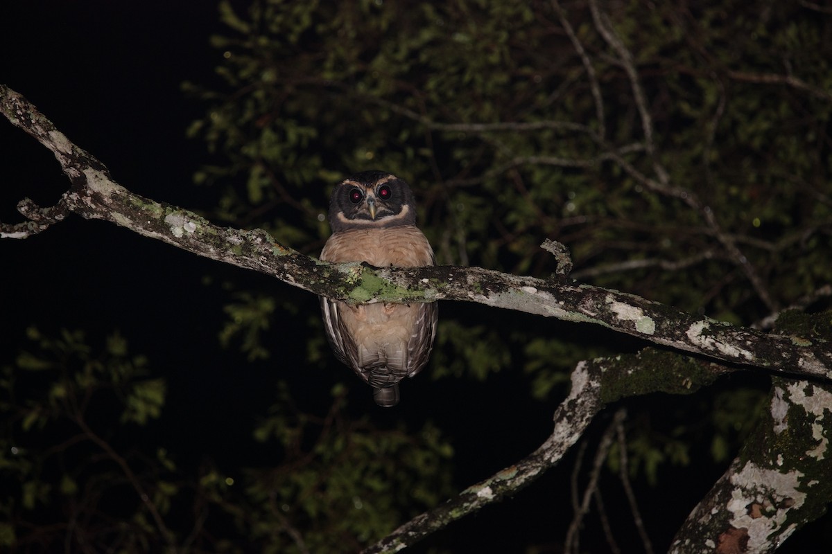 Tawny-browed Owl - ML638366192