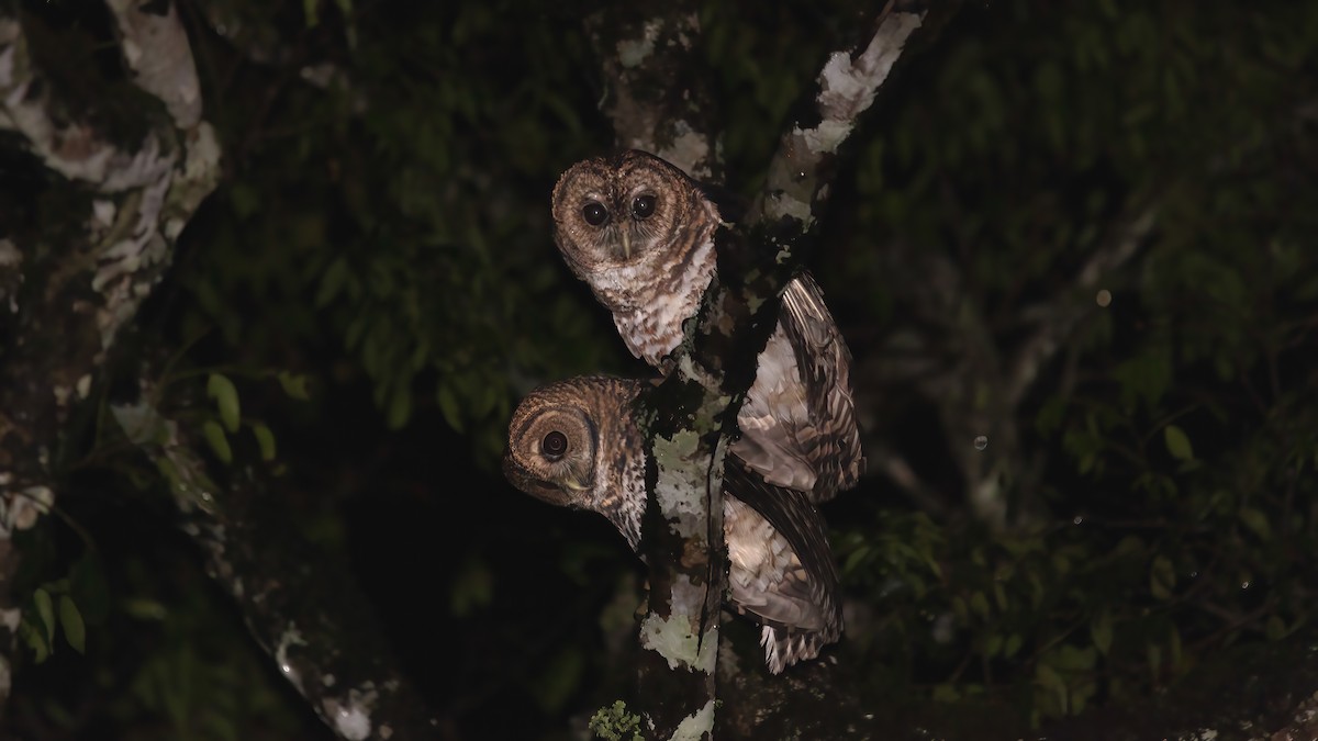 Rusty-barred Owl - ML638366206