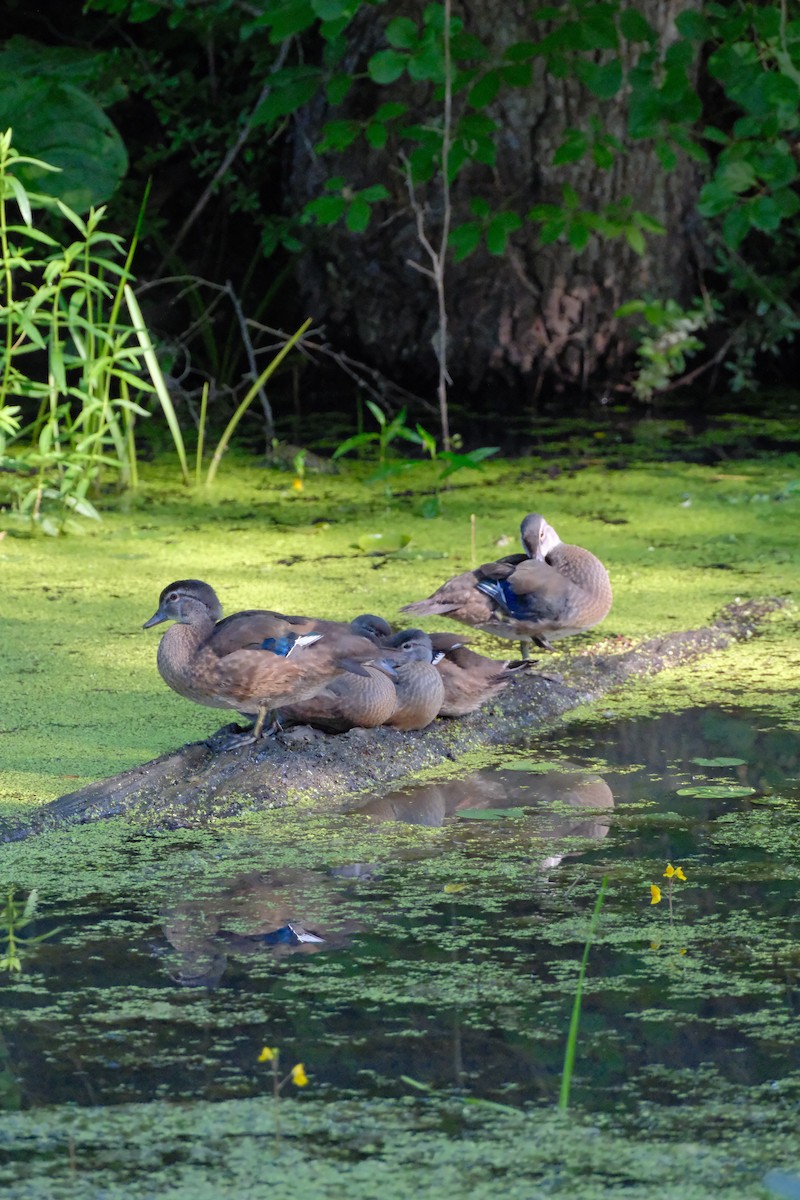 Canard branchu - ML638366227