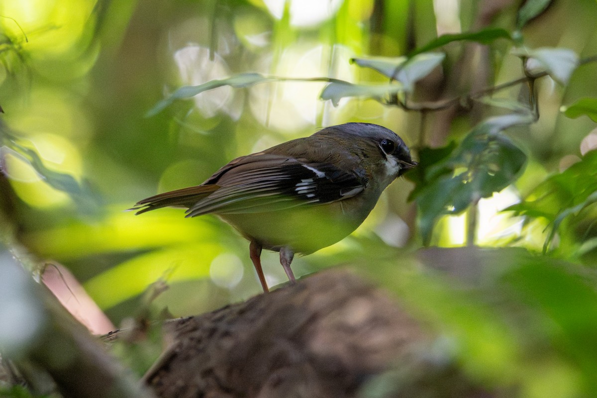 Gray-headed Robin - ML638366234