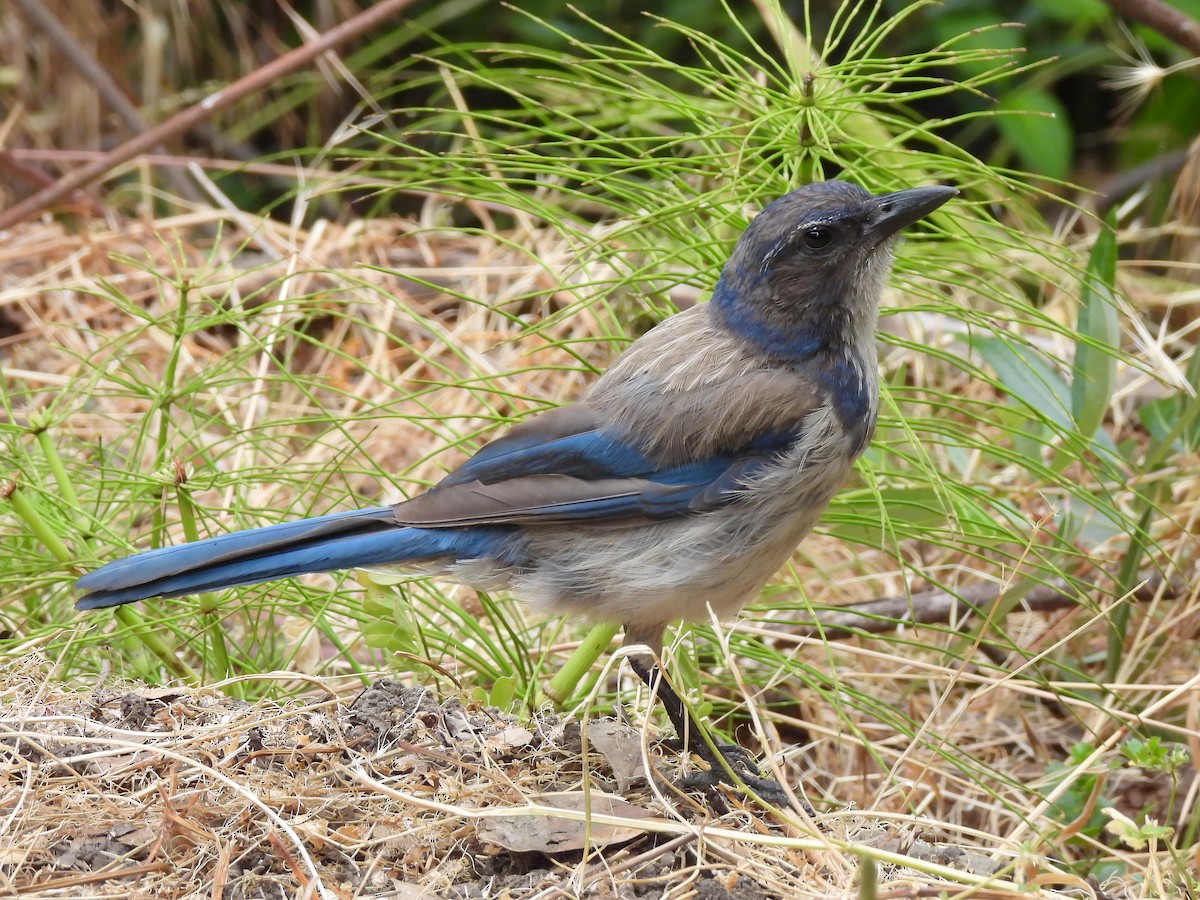 California Scrub-Jay - ML638366262
