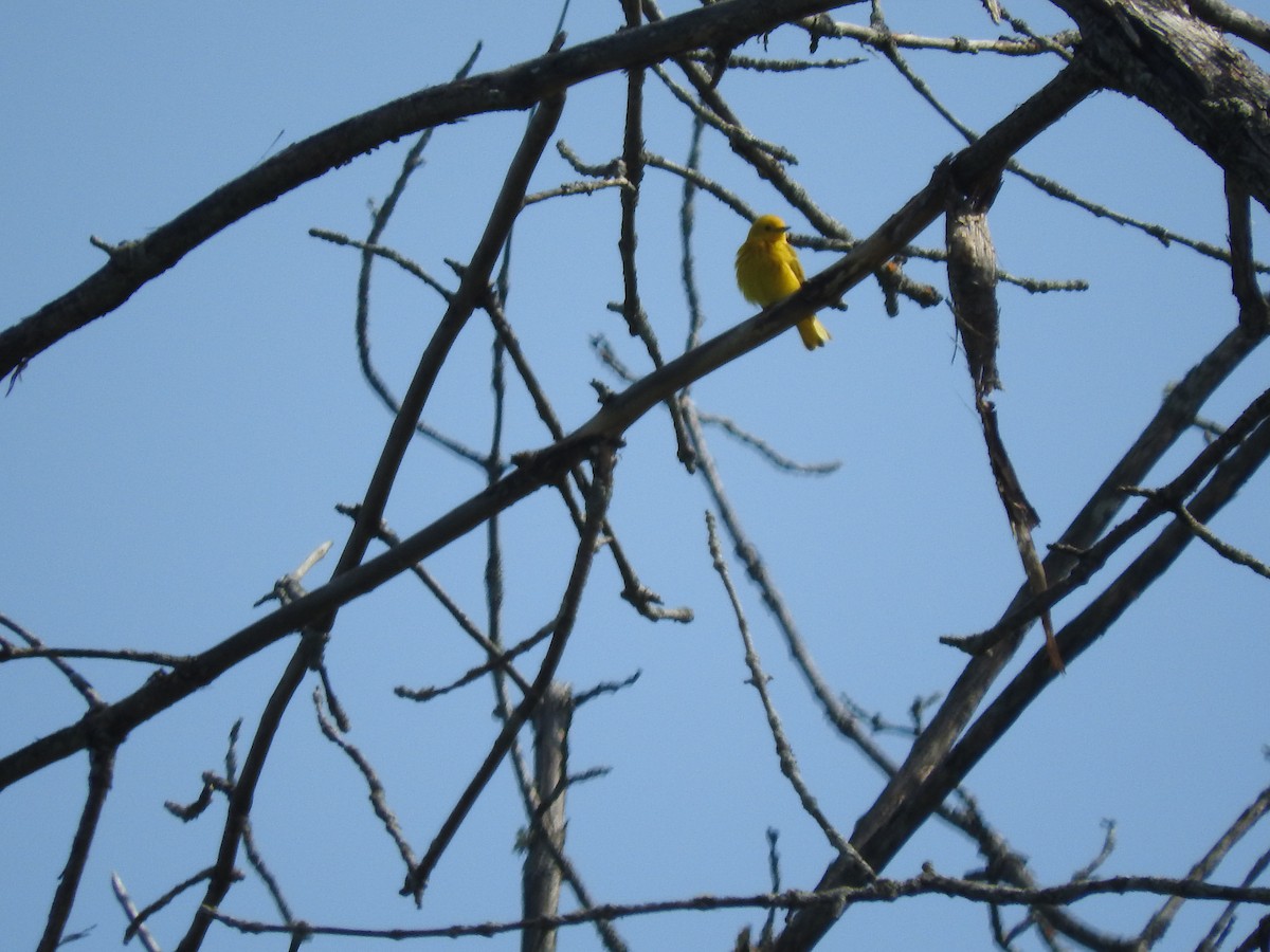 Yellow Warbler - ML638366280