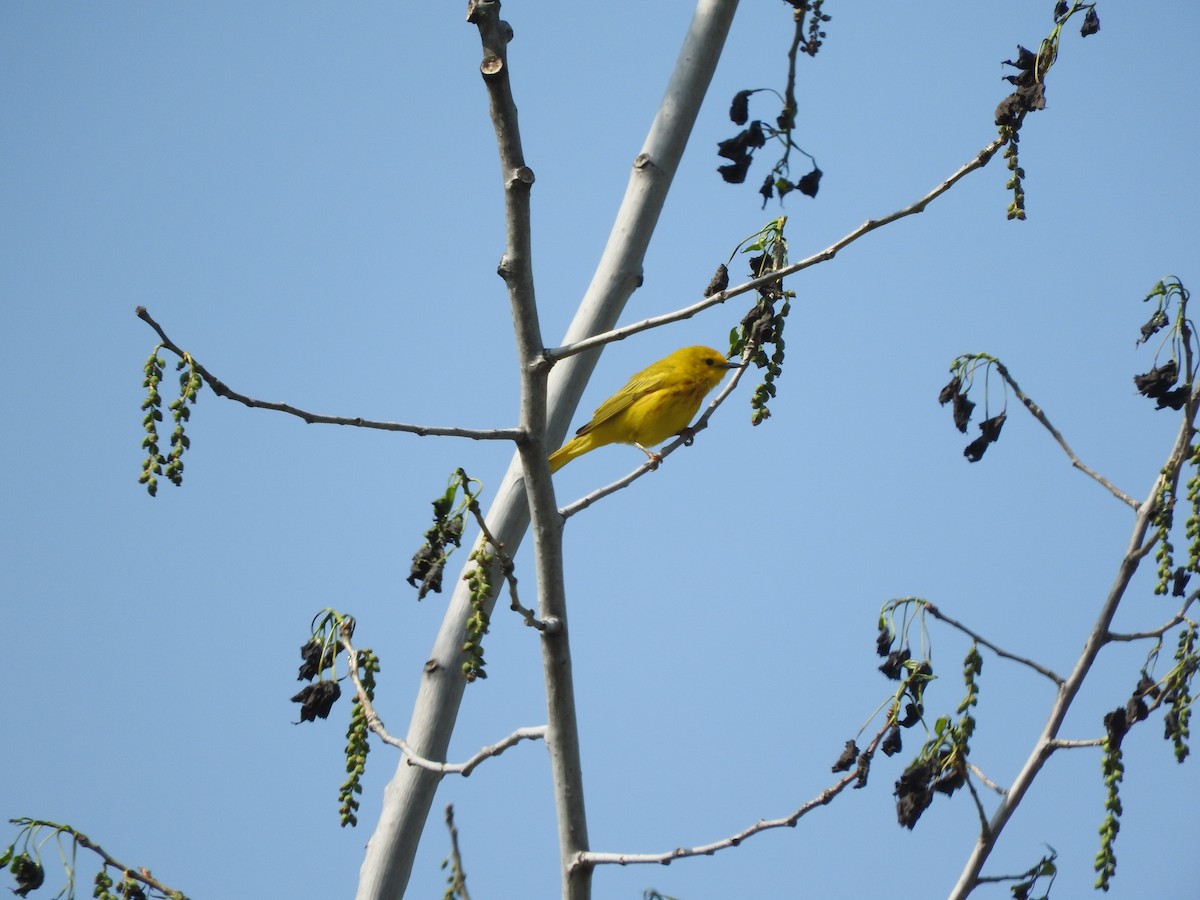 Yellow Warbler - ML638366281