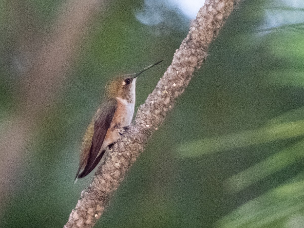 Rufous Hummingbird - ML638366284