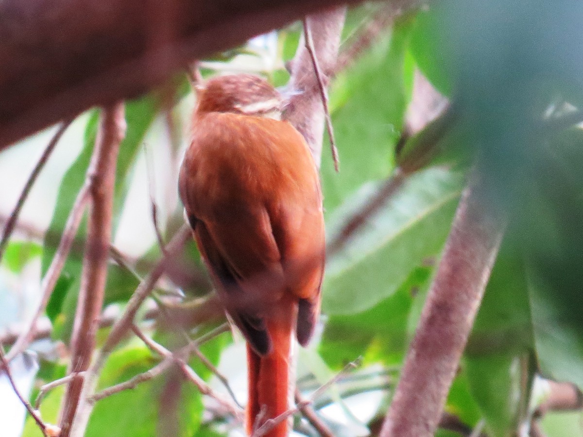 Streaked Xenops - ML638366293