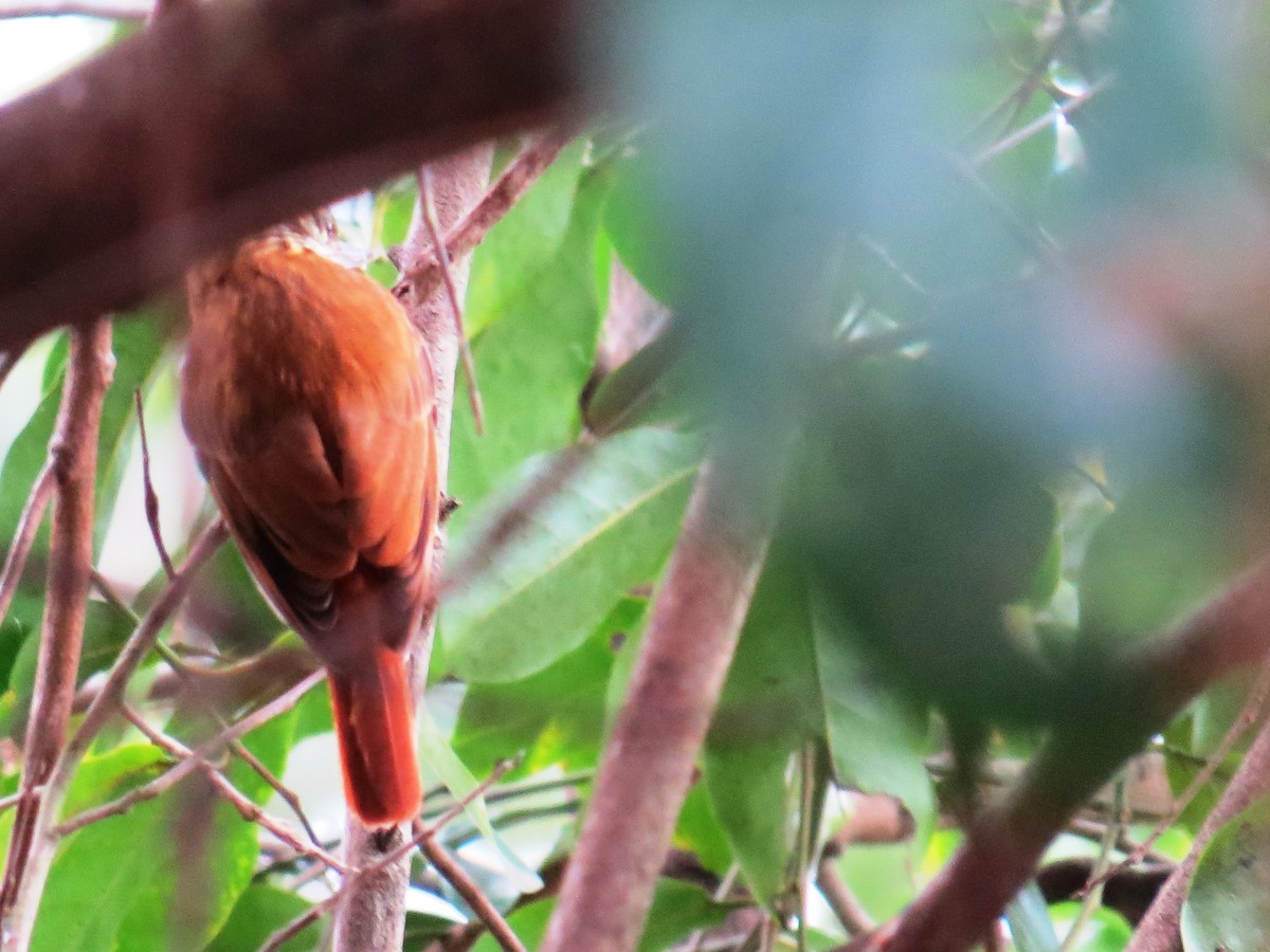 Streaked Xenops - ML638366294