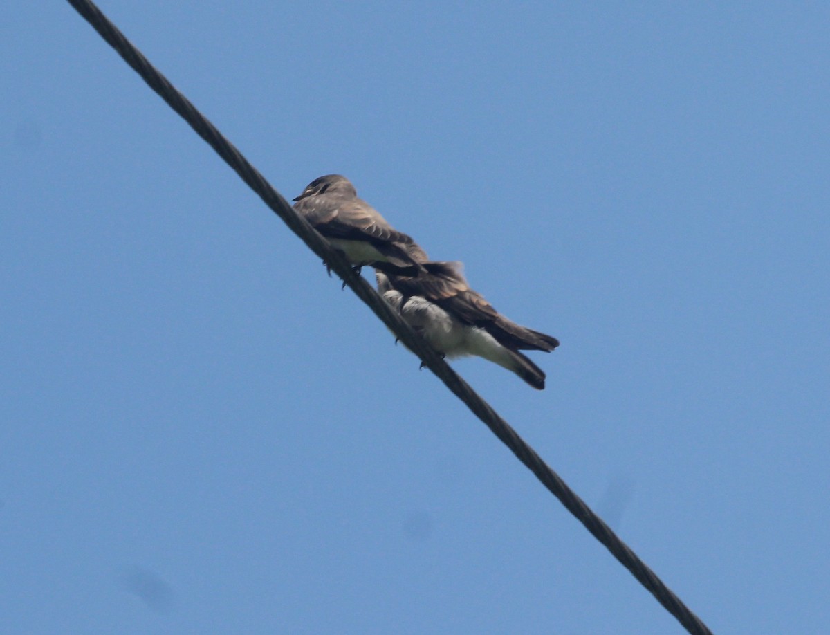 Northern Rough-winged Swallow - ML638366331