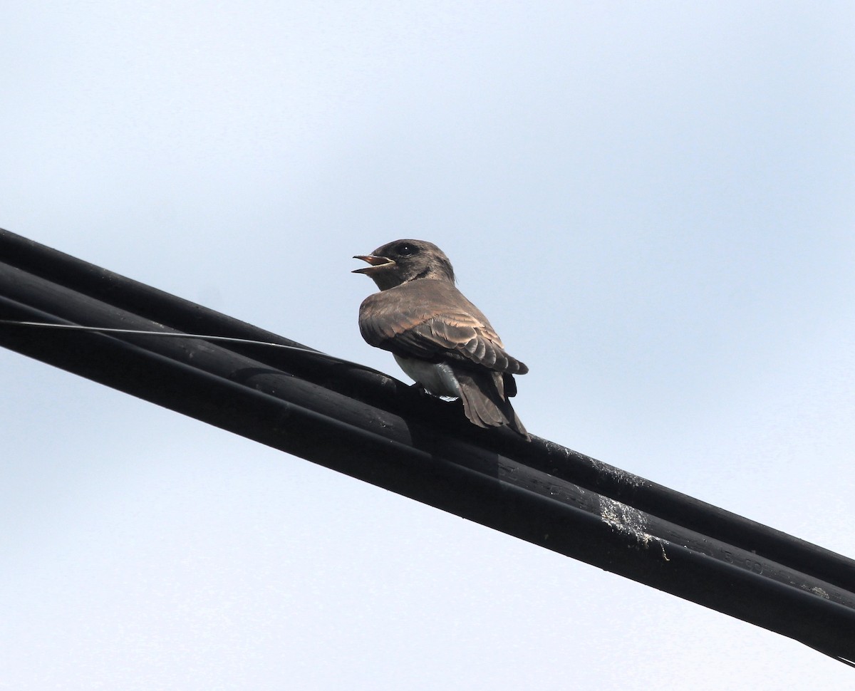 Northern Rough-winged Swallow - ML638366332