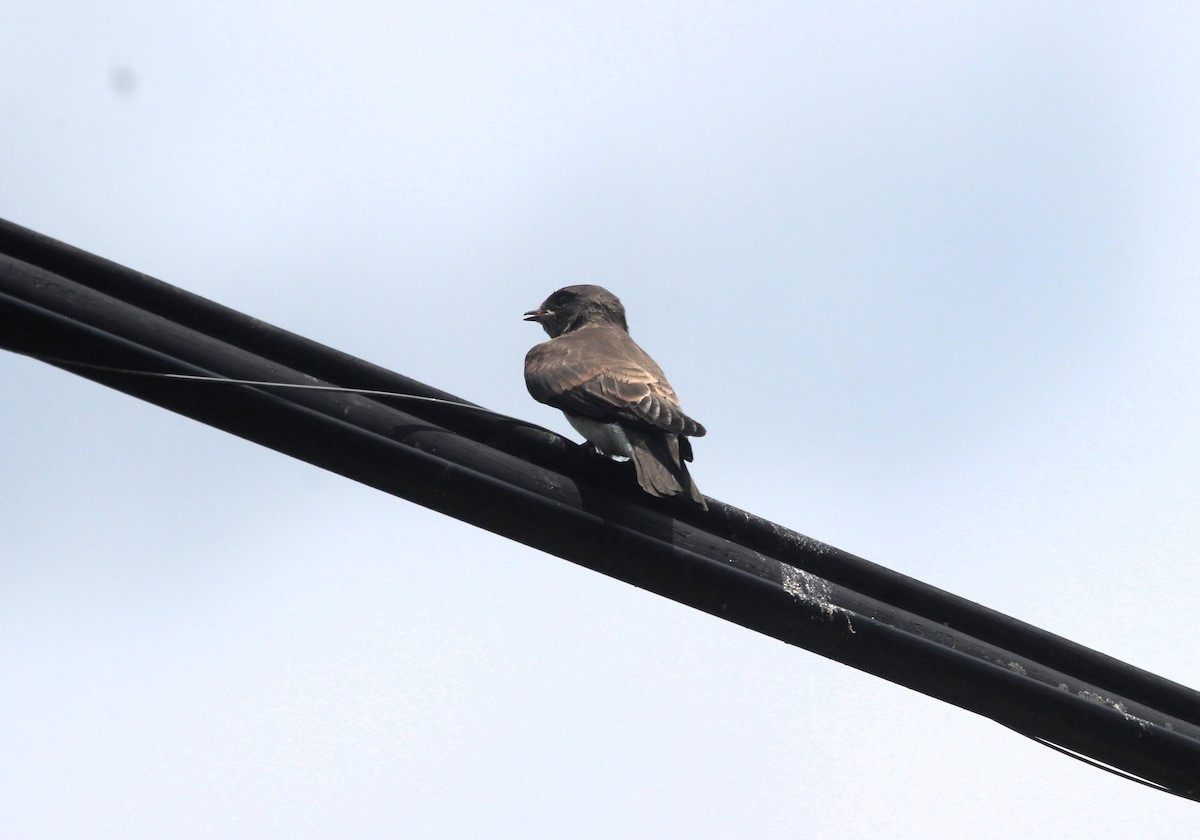 Northern Rough-winged Swallow - ML638366333