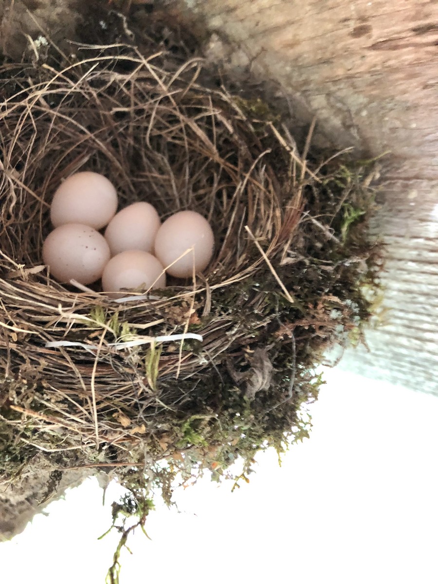 Eastern Phoebe - ML638366348