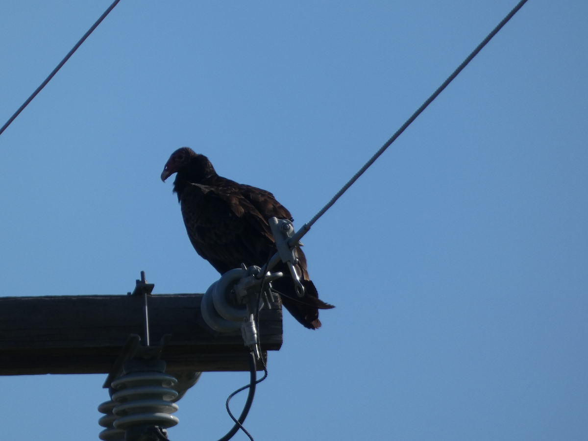 Turkey Vulture - ML638366352