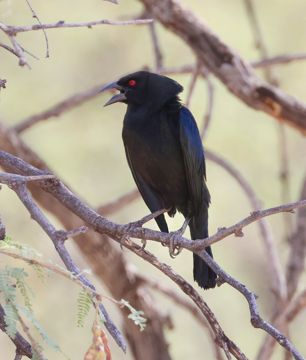 Bronzed Cowbird - ML638366359