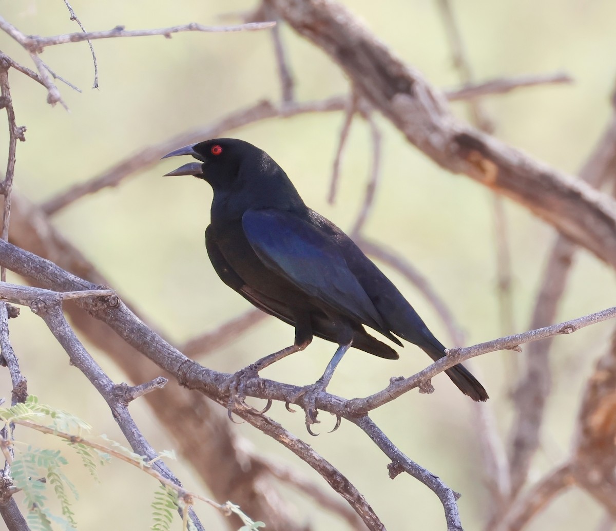 Bronzed Cowbird - ML638366360