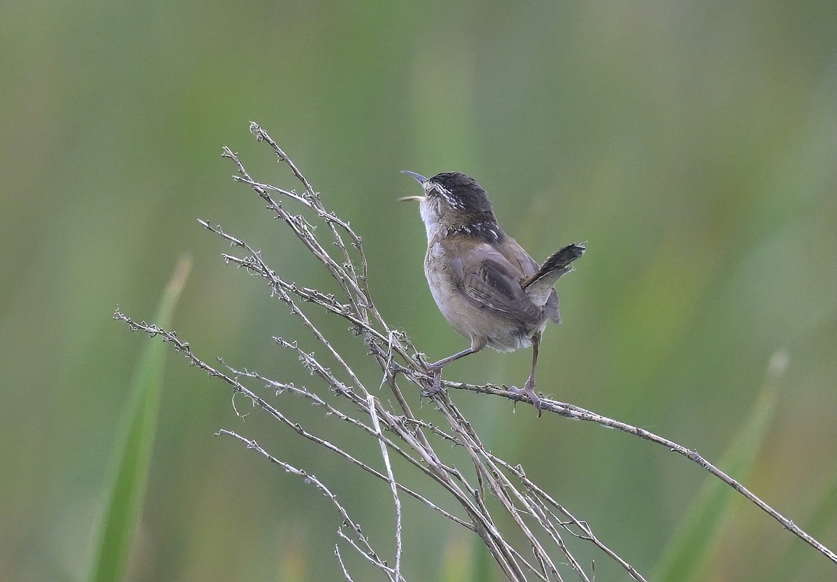 Marsh Wren - ML638366371