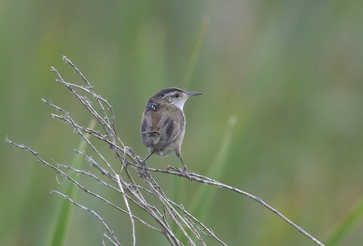 Marsh Wren - ML638366372