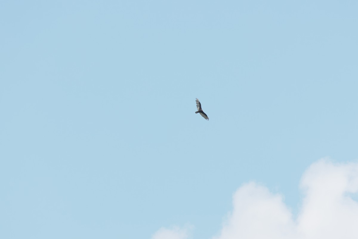 Turkey Vulture - ML638366379