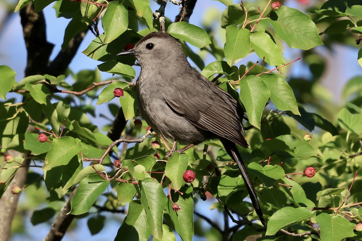 Pájaro Gato Gris - ML638366397