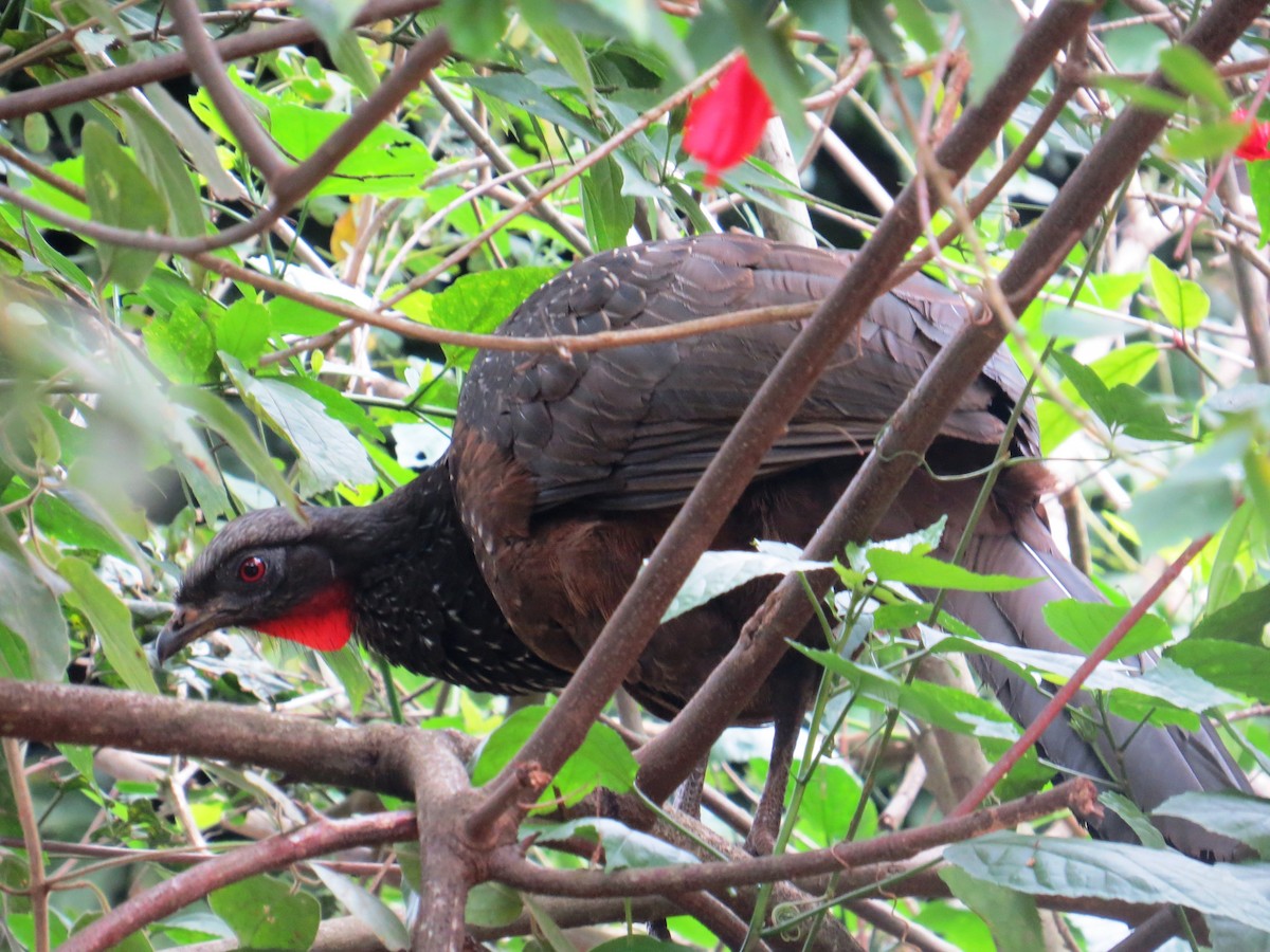Dusky-legged Guan - ML638366415